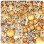 Псилоцибиновые (галлюциногенные) грибы в Нерюнгри Psilocybin "Golden Teacher" Псилоцибиновые (галлюциногенные) грибы в Нерюнгри Psilocybin "Golden Teacher"